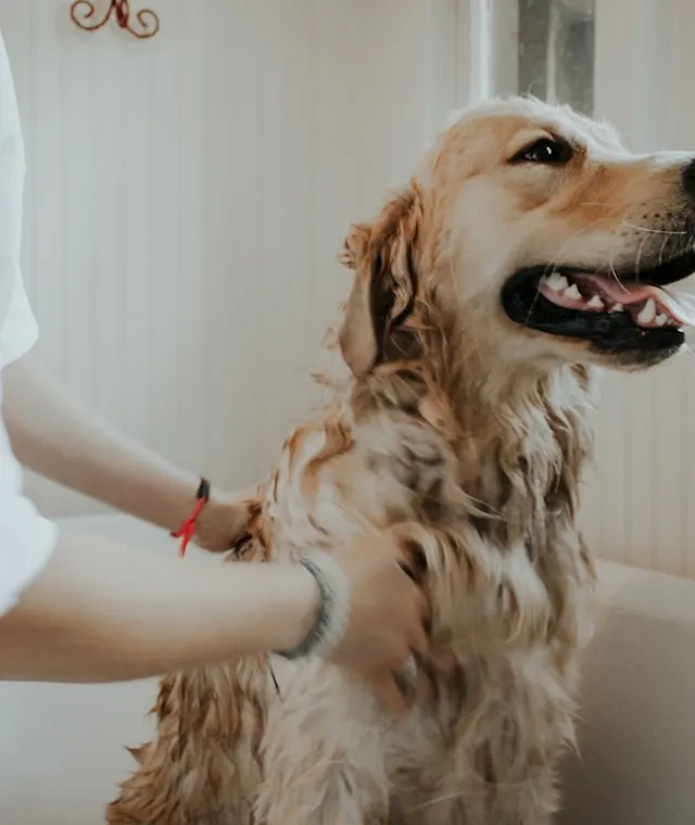 Pet grooming